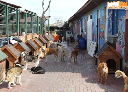 Fatih Belediyesi - Yedikule Hayvan Barınağı